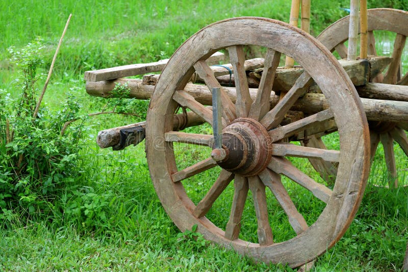 The wooden wheel of an old bullock cart in the green field