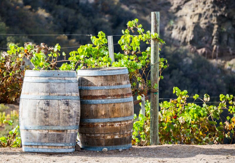 Wine kegs and grapevines in a vineyard