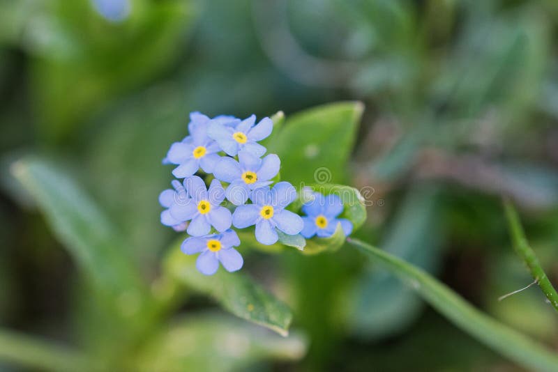 Woodland forget-me-not Myosotis sylvatica in a nature royalty free stock images Woodland forget-me-not Myosotis sylvatica in a nature royalty free stock images