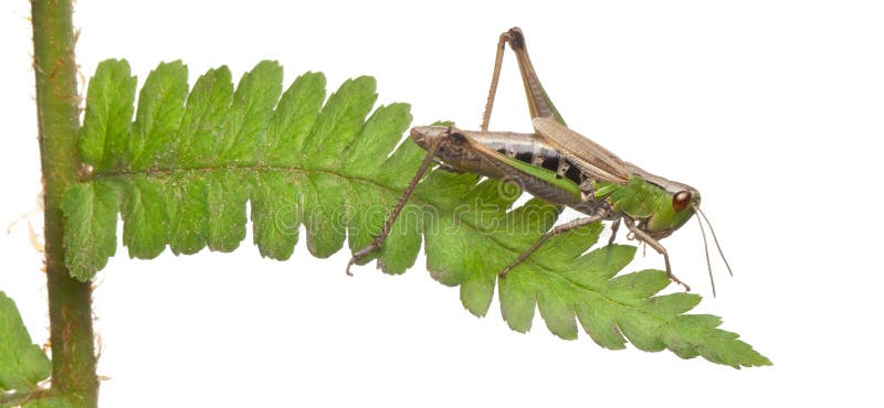 Woodland Grasshopper, Omocestus rufipes, on fern