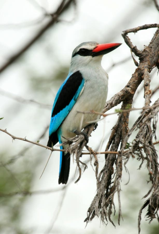 Woodland Kingfisher