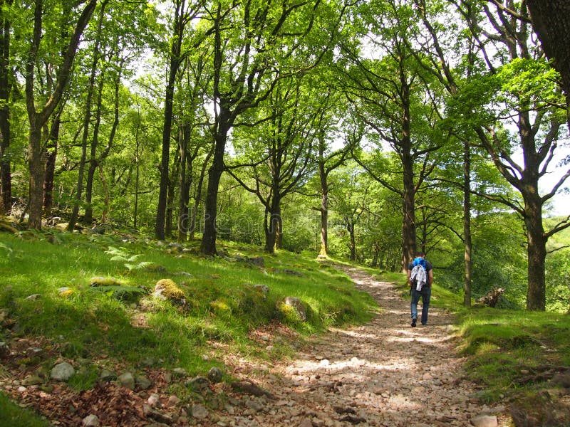 Woodland Path Eskdale, Lake District Stock Image - Image of england ...