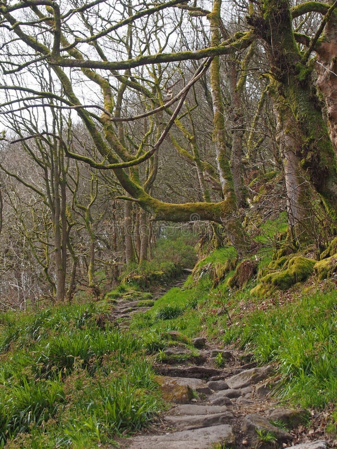 Woodland Path With Stone Steps Running Up A Hillside Surrounded By Bare