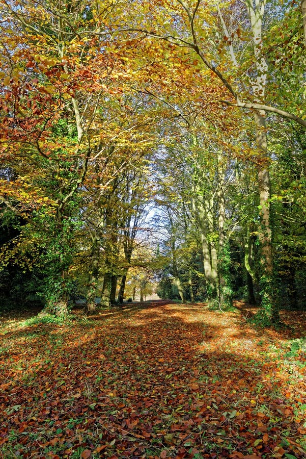 Woodland Path