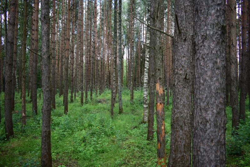 Woodland. Pine forest. Large trees, shrubs. Green grass. Much branched, with a dense canopy of trees. The sun barely shines. Through the dense trees royalty free stock images Woodland. Pine forest. Large trees, shrubs. Green grass. Much branched, with a dense canopy of trees. The sun barely shines. Through the dense trees royalty free stock images