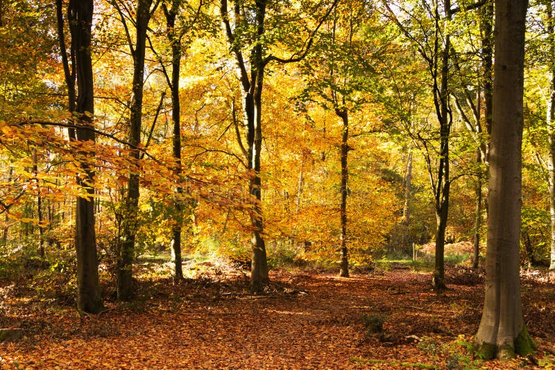 Woodland scene with yellow and brown autumn leaves royalty free stock image Woodland scene with yellow and brown autumn leaves royalty free stock image