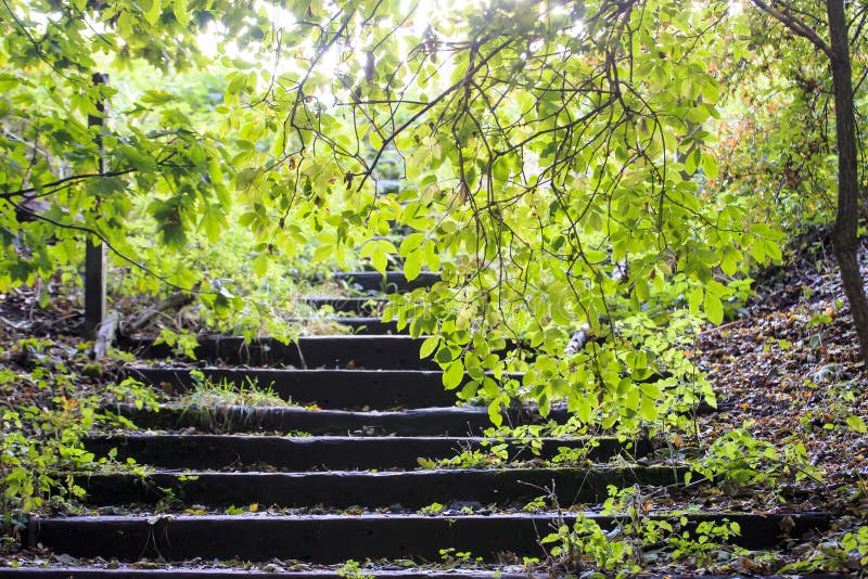 Woodland Steps