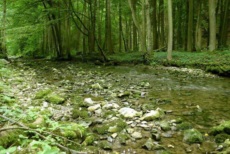 Woodland stream