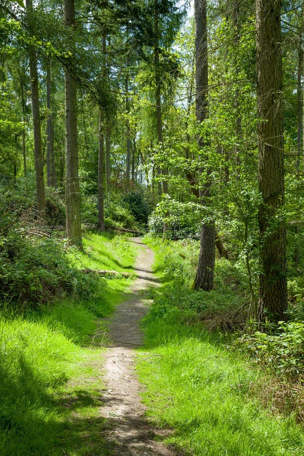 Woodland trail in Chilterns, UK. Woodland trail through pine forest in Chiltern Hills Area of Outstanding Natural Beauty, Buckinghamshire, UK royalty free stock image Woodland trail in Chilterns, UK. Woodland trail through pine forest in Chiltern Hills Area of Outstanding Natural Beauty, Buckinghamshire, UK royalty free stock image