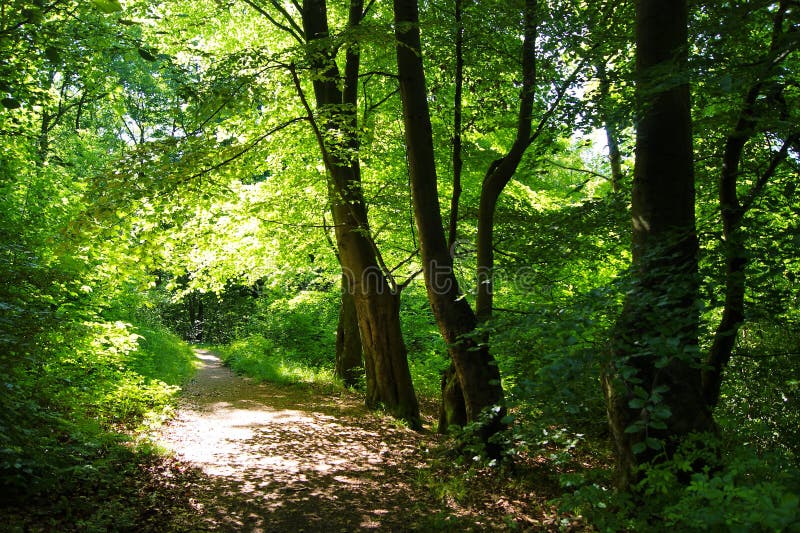 A Woodland Trail. Peaceful, season.