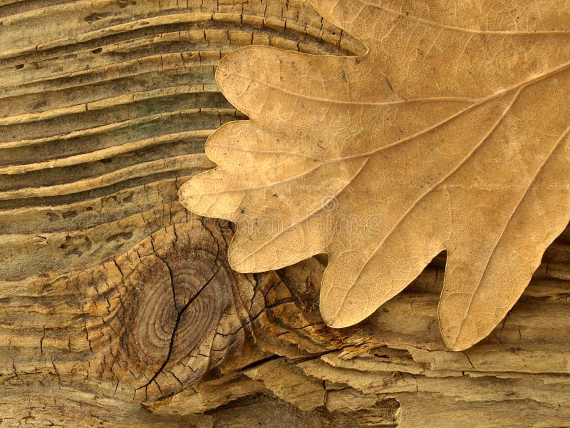 Woodleaf stock photo. Image of grain, tree, fall, weathered 4261380