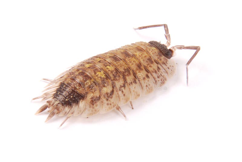 Woodlice Porcellio scaber odizolowywaj?cy obraz royalty free Woodlice Porcellio scaber odizolowywaj?cy obraz royalty free