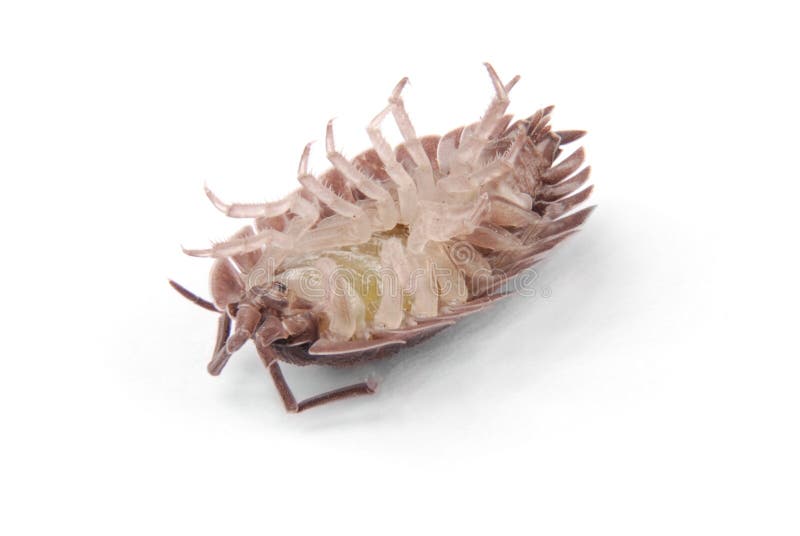 Woodlice Porcellio scaber odizolowywaj?cy fotografia royalty free Woodlice Porcellio scaber odizolowywaj?cy fotografia royalty free