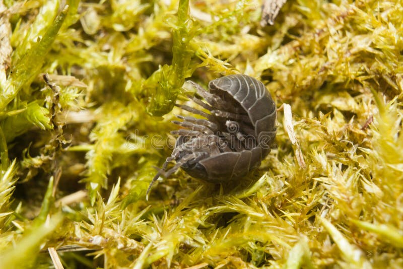 woodlouse immagini stock woodlouse immagini stock