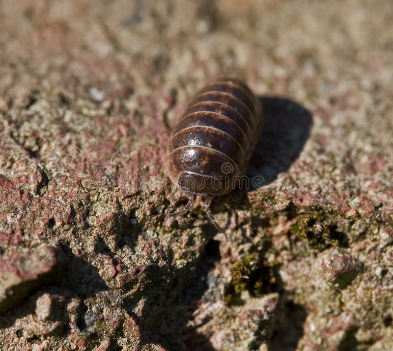 Woodlouse comune della pillola fotografia stock Woodlouse comune della pillola fotografia stock