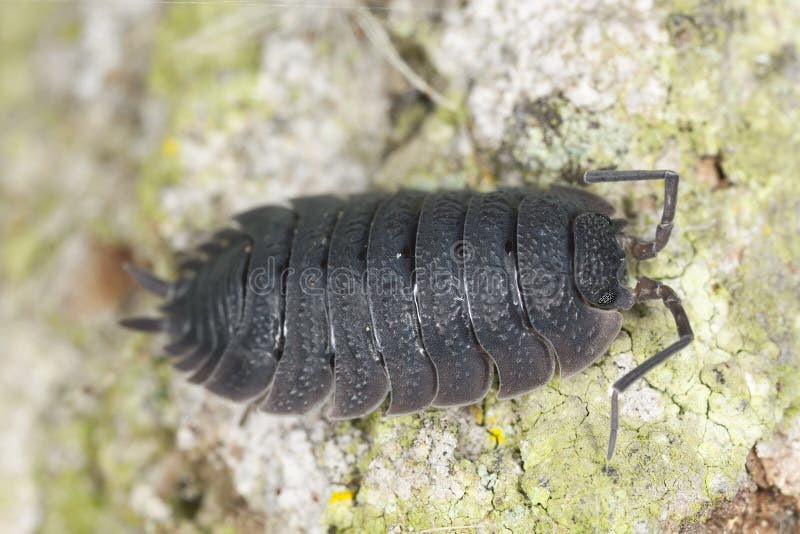 Woodlouse on wood, extreme close-up