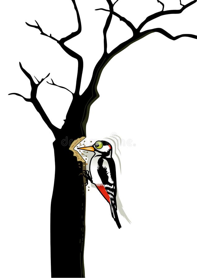 Woodpecker vector illustration Woodpecker vector illustration