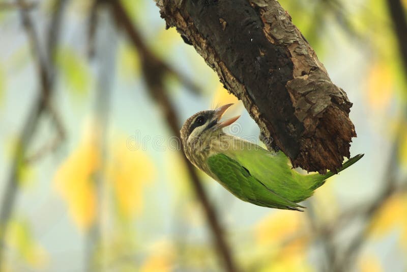 WoodPecker stock images