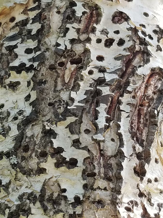 Woodpecker tree damage stock image. Image of nature, mayday - 69963831