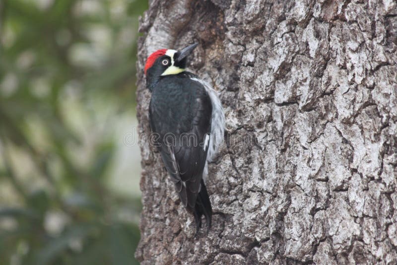 Woodpecker stock photo. Image of woods, bird 42562172