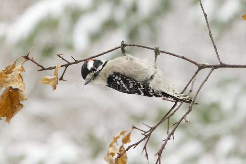 Woodpecker Downy Masculino, Upsidedown Foto de Stock Imagem de bico