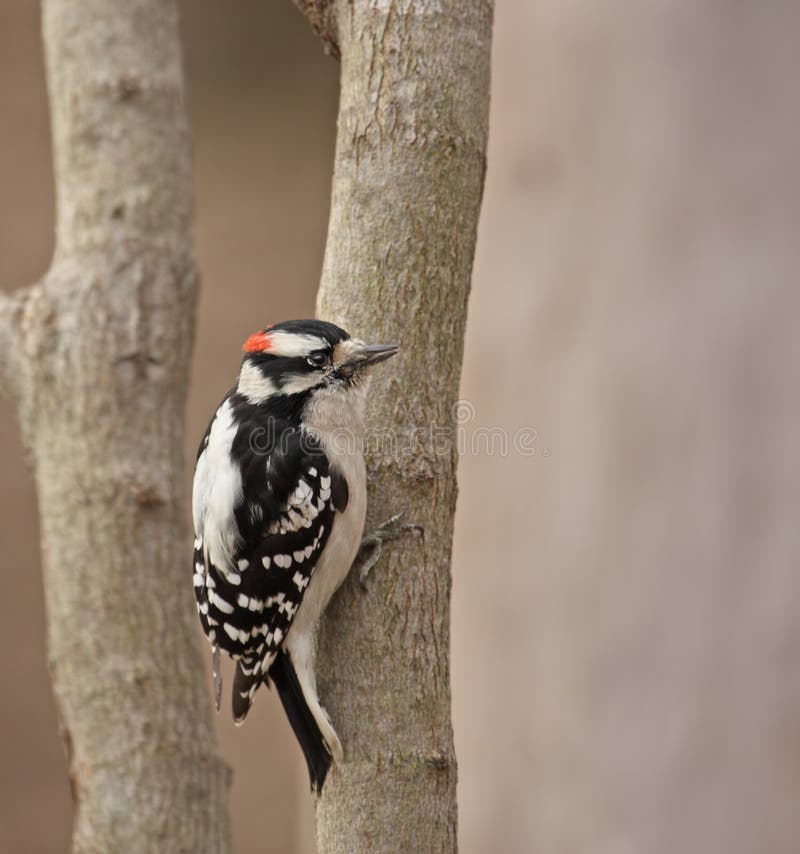 Woodpecker Downy (pubescens do Picoides) imagens de stock Woodpecker Downy (pubescens do Picoides) imagens de stock