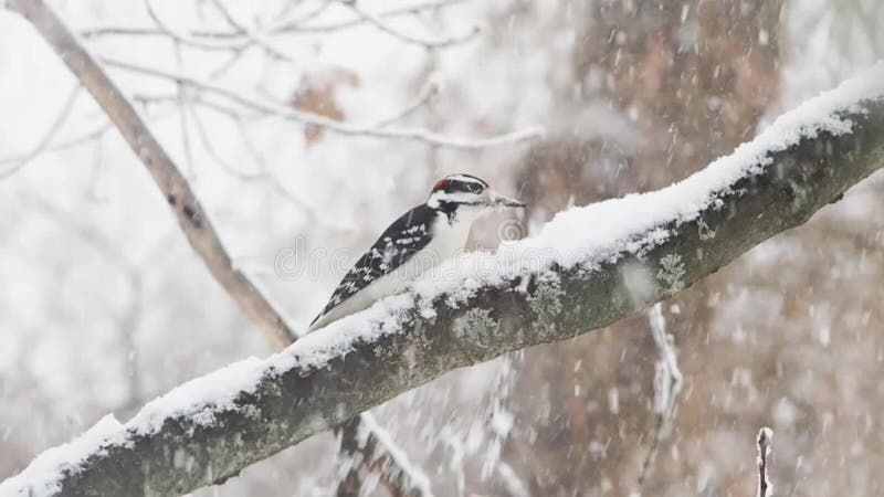 Woodpecker in een sneeuwstorm