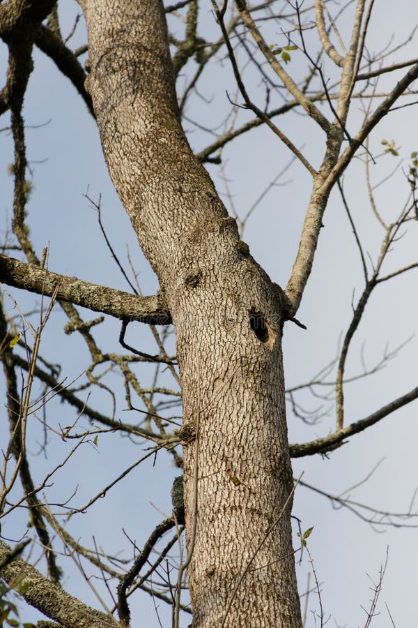 Woodpecker Hole in Tree stock photo. Image of woodpecker - 98853762