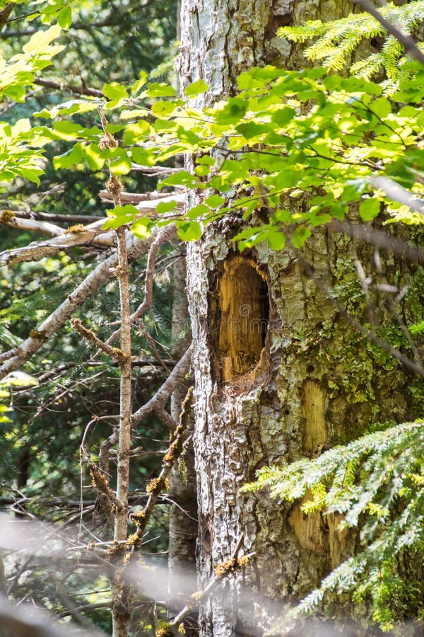 Woodpecker hole in a tree stock image. Image of major - 207482463
