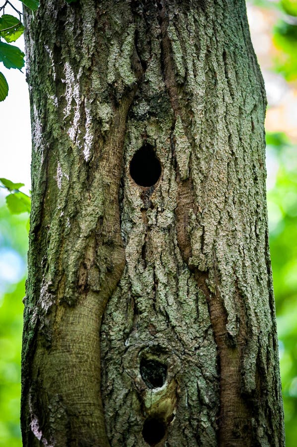 581 Woodpecker Holes Stock Photos - Free & Royalty-Free Stock Photos