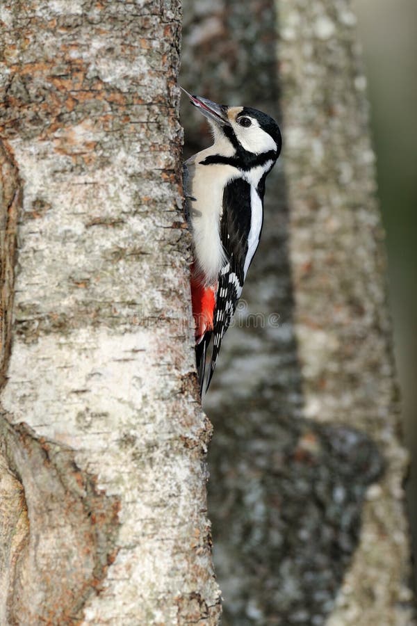 Woodpecker tongue twister stock photo. Image of woodpecker - 44523972