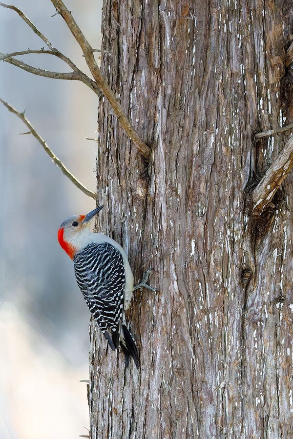 Woodpecker Making a Hole in a Tree, Vertical Shot Stock Photo - Image