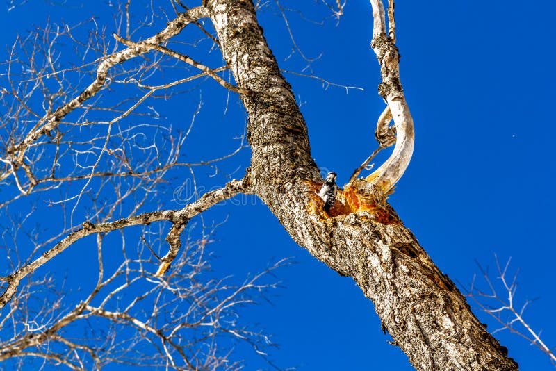 Woodpecker in a maple tree stock image. Image of woodpecker - 113491055