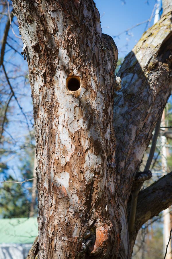 Woodpecker Nest in Apple Tree Stock Image - Image of natural, rough