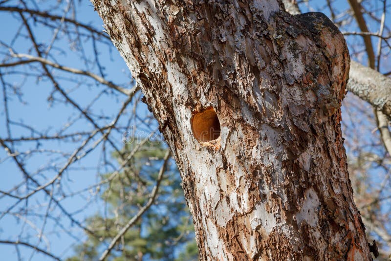 Woodpecker Nest in Apple Tree Stock Image - Image of spring, birdnest