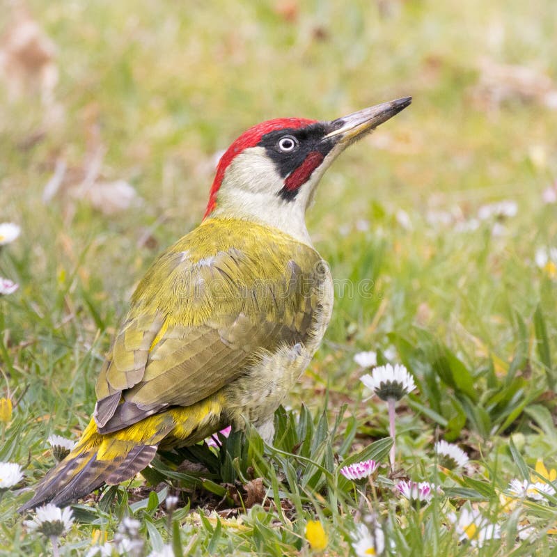 Woodpecker in a park stock image. Image of animal, blackbird 227725399