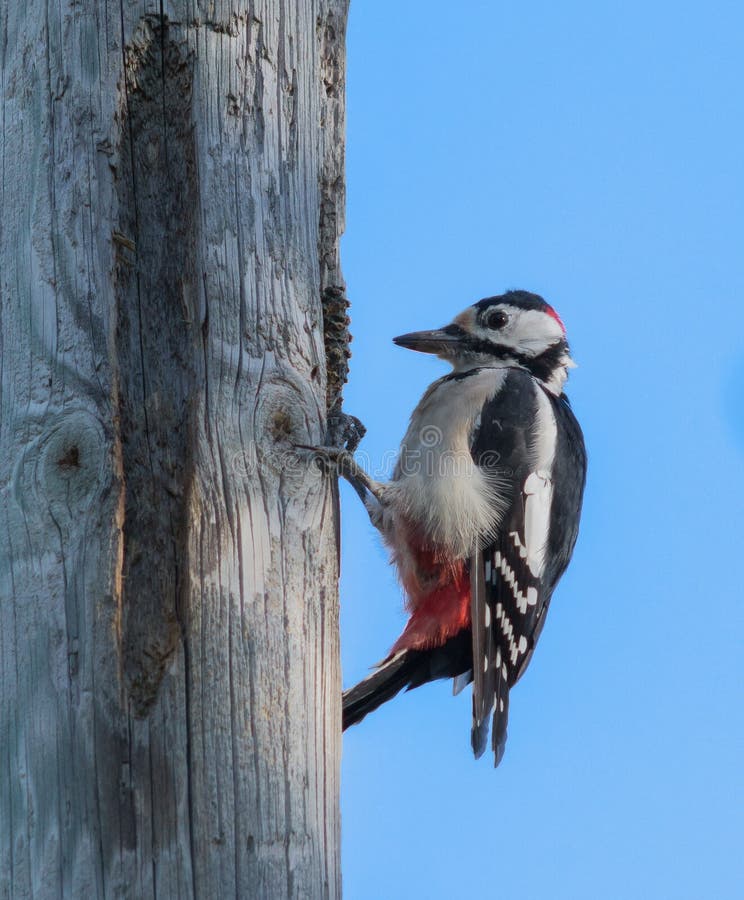 Woodpecker Pecking stock photo. Image of wings, forest - 3364794
