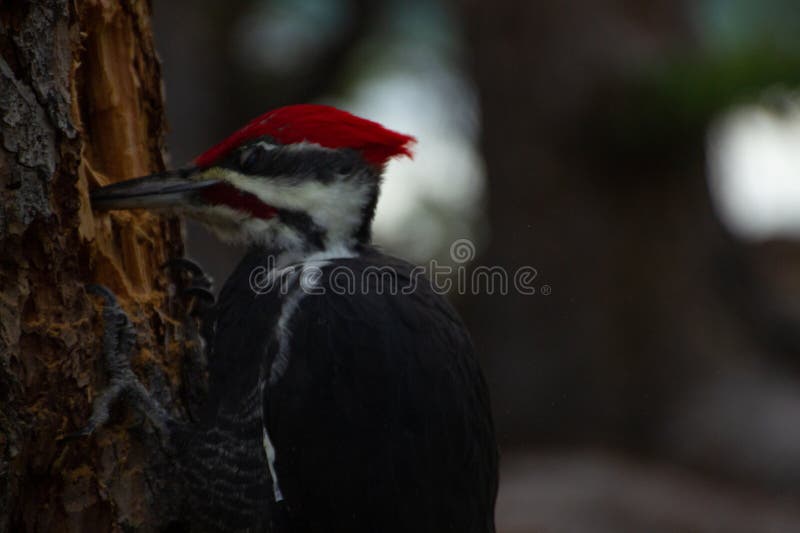 Woodpecker Making a Hole in the Tree Stock Image - Image of woodpecker