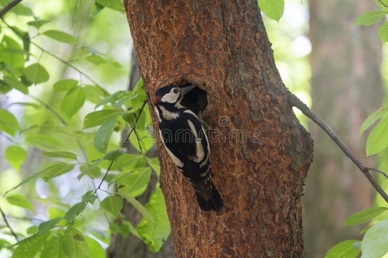 Woodpecker Perching beside Its Hole Nest on the Tree Home Stock Photo