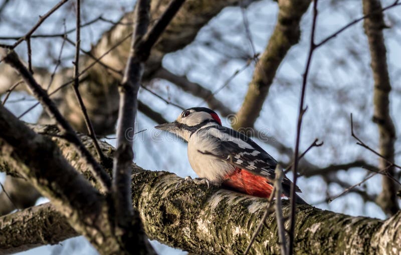 Woodpecker stock image. Image of beautiful, depth, norway - 91546017