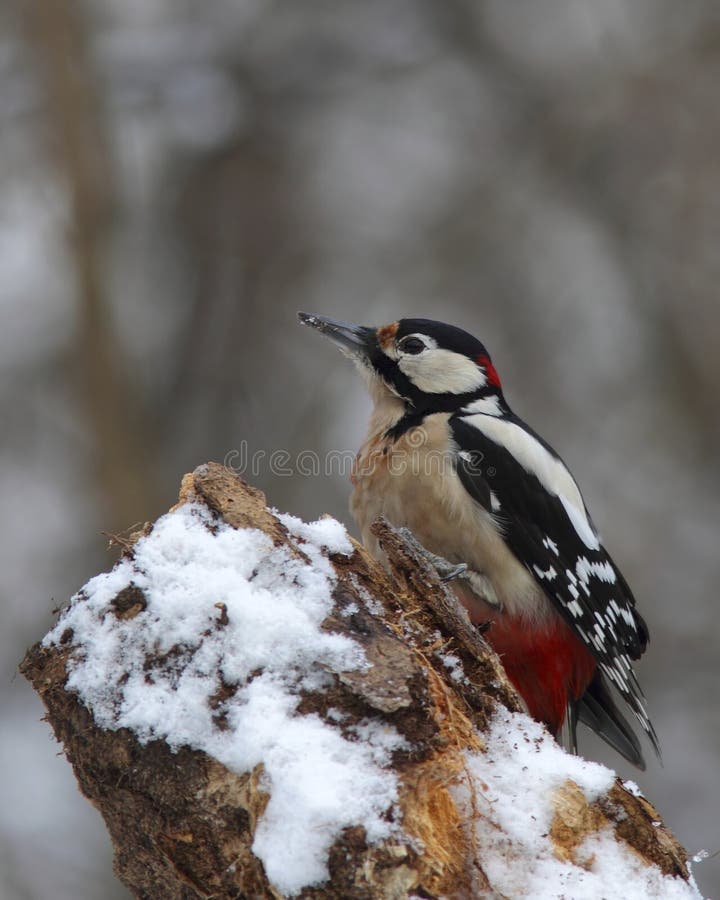 Woodpecker on a rotten, snowy log
