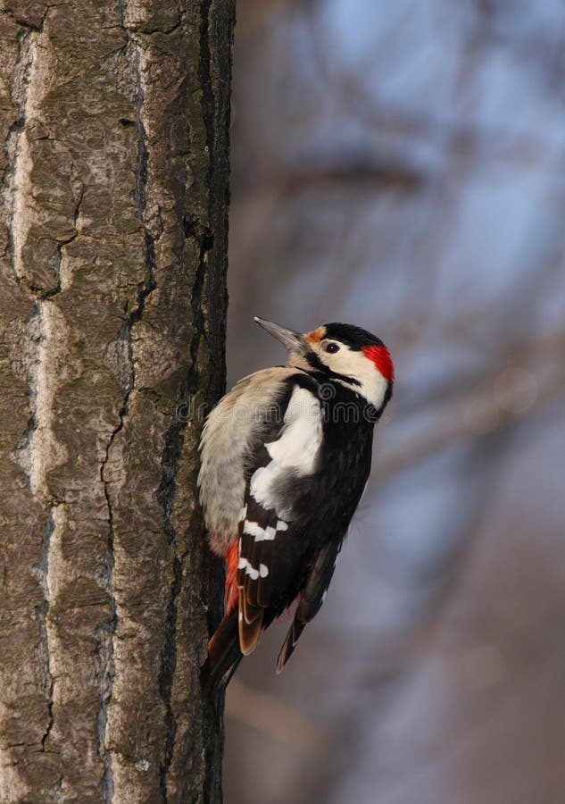 Woodpecker sírio
