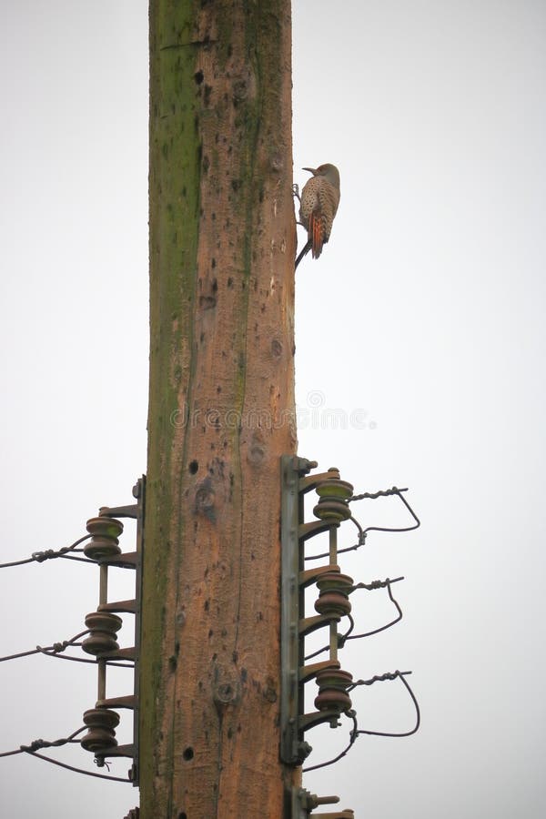 Woodpecker and Utility Pole Stock Photo Image of clinging, perched
