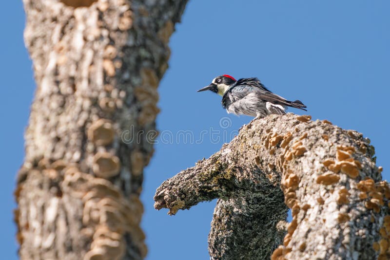 Woodpecker жолудя садить на насест на ветви дерева в парке штата trione-Annadel в Santa Rosa, Калифорния - на солнечный весенний стоковые фото Woodpecker жолудя садить на насест на ветви дерева в парке штата trione-Annadel в Santa Rosa, Калифорния - на солнечный весенний стоковые фото