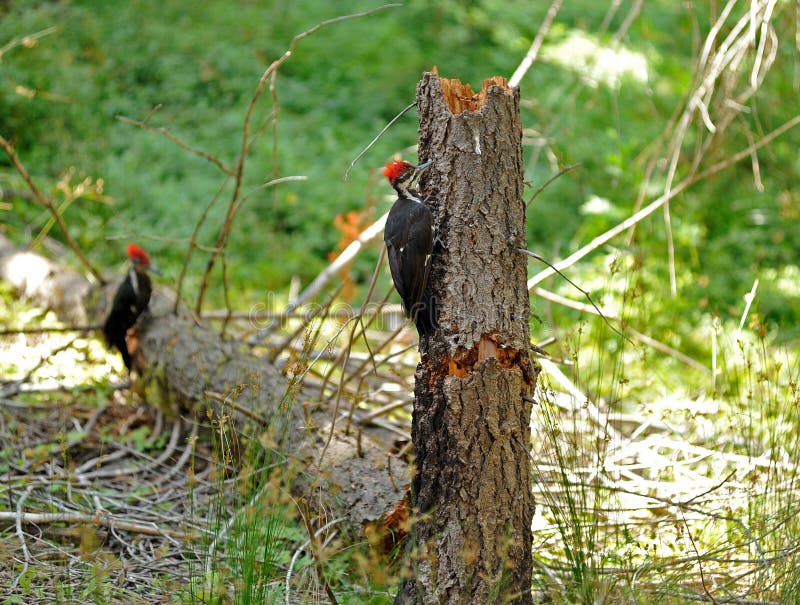 Woodpeckers eating stock photo. Image of vacation, avian 21203572