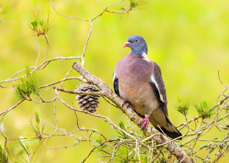 Woodpigeon Columba Palumbus Stockfoto Bild von westlich, mallorca