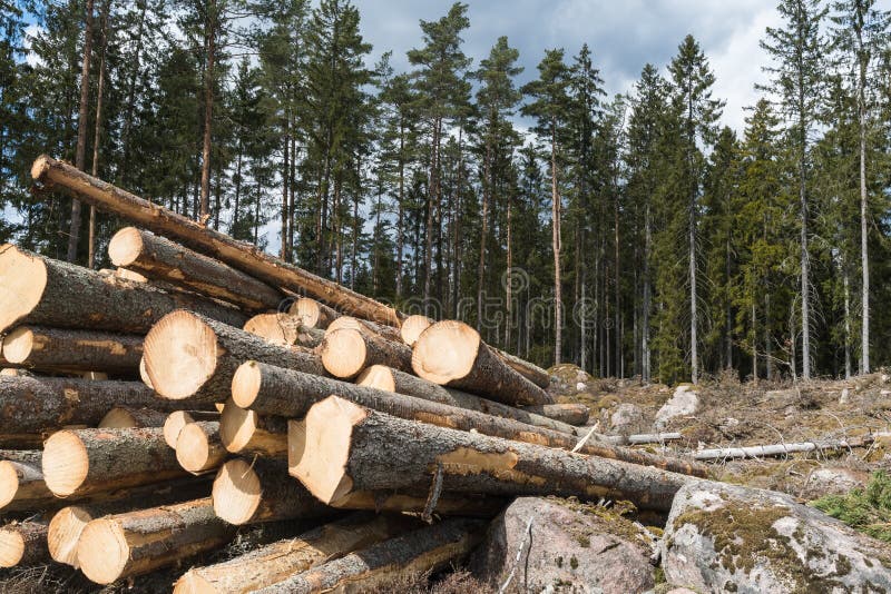 Woodpile in a coniferous forest