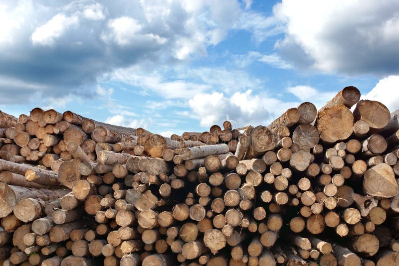 Woodpile of cut Lumber