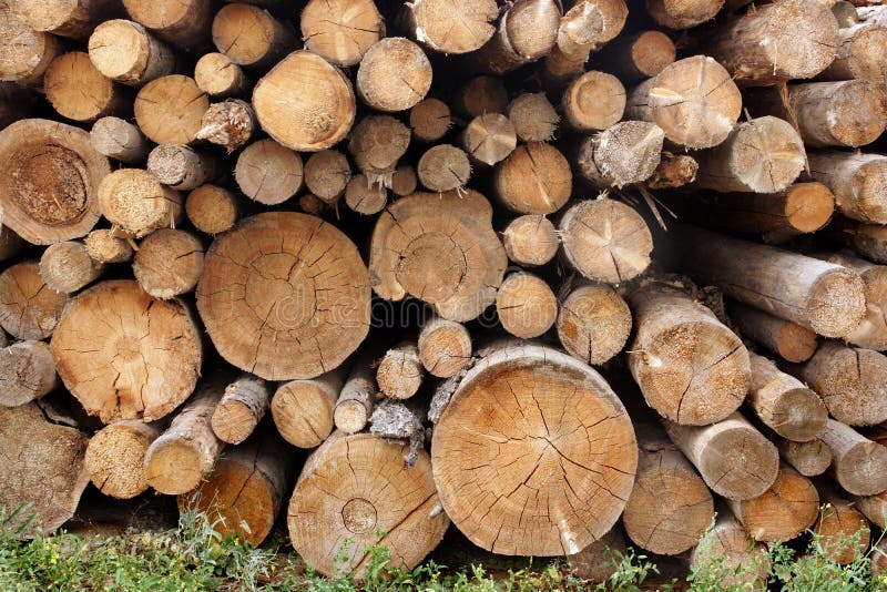 Woodpile of cut trees in the lumberyard