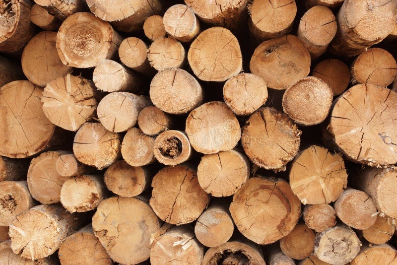 Woodpile of cut trees in the lumberyard